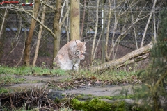 ZSL Whipsnade Zoo Anglia 43