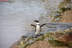 ZSL Whipsnade Zoo Anglia 67