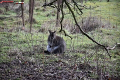 ZSL Whipsnade Zoo Anglia 83