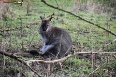 ZSL Whipsnade Zoo Anglia 84