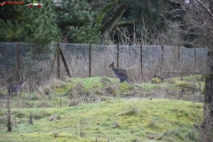 ZSL Whipsnade Zoo Anglia 86