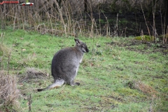 ZSL Whipsnade Zoo Anglia 87