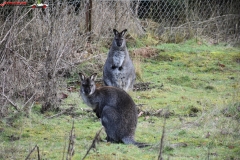 ZSL Whipsnade Zoo Anglia 88