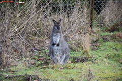 ZSL Whipsnade Zoo Anglia 89