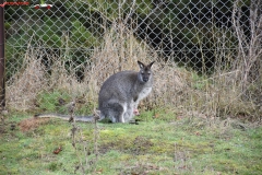 ZSL Whipsnade Zoo Anglia 90