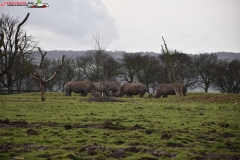 ZSL Whipsnade Zoo Anglia 98